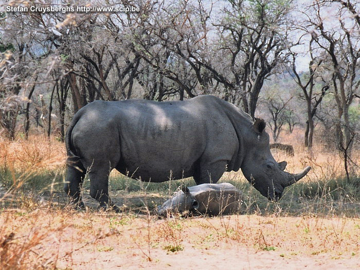 Matopos - Neushoorn en jong Tijdens een voetsafari onder leiding van een ranger ontmoeten we het minst voorkomende dier van de 'big five', de neushoorn. Tegen de wind in sluipend kunnen we de witte neushoorn met zijn broertje tot op een 15-tal meter naderen. Een moment om kippenvel van te krijgen.  Stefan Cruysberghs